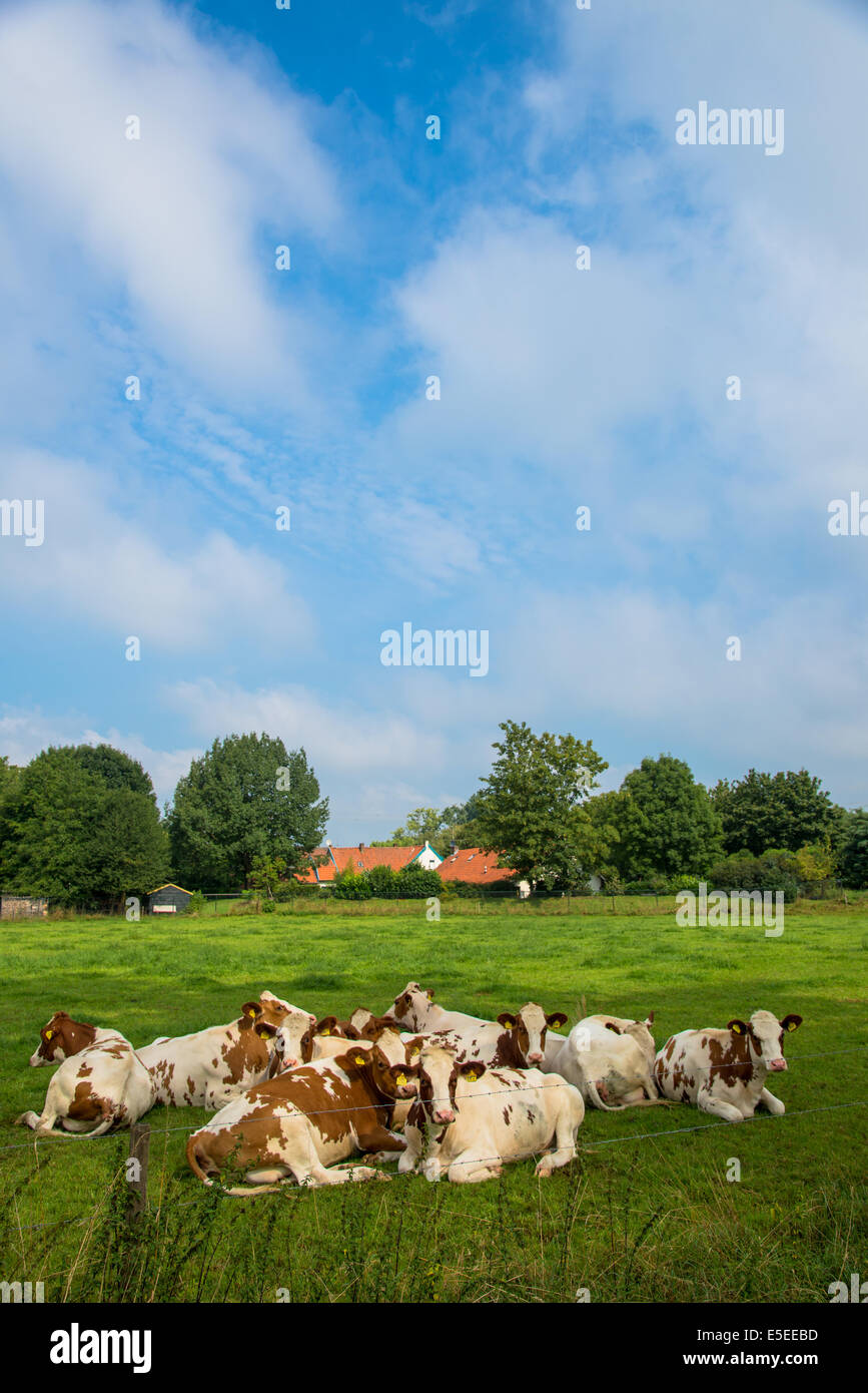 Un groupe de brun/blanc vaches dans un champ Banque D'Images