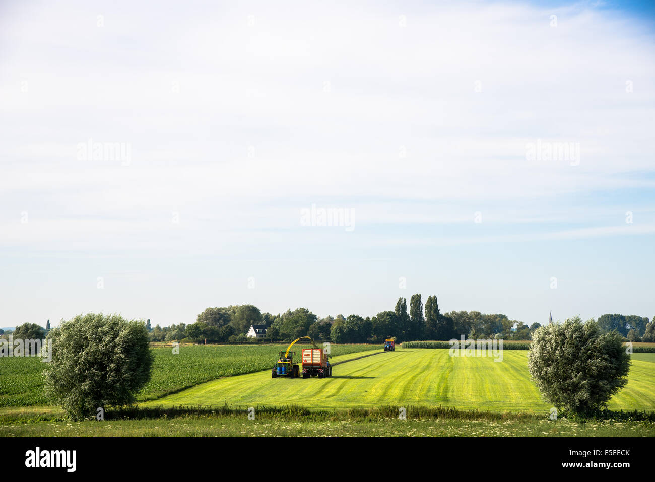 La propagation du tracteur foin pour sécher au soleil Banque D'Images