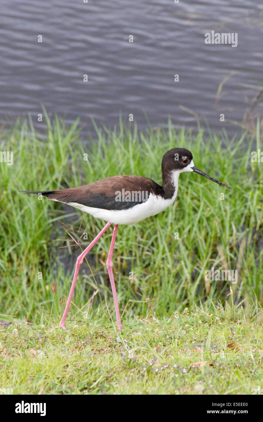 Black-Necked hawaïen appelé échasses ae'o en hawaiien (Himantopus mexicanus knudseni Oahu, Hawaii) Banque D'Images