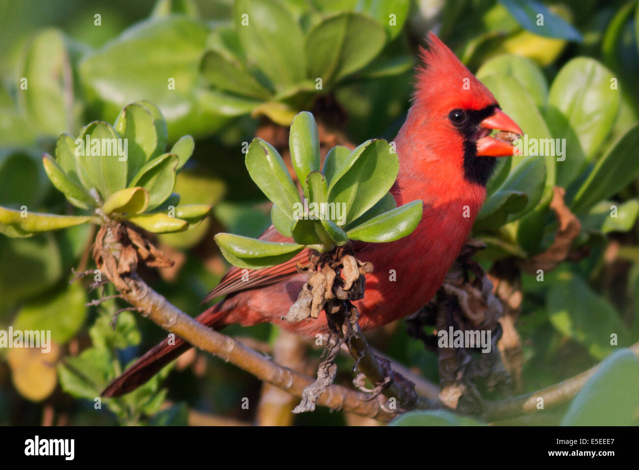 Cardinal rouge avec la semence dans son projet de loi (Cardinalis cardinalis), Oahu, Hawaii Banque D'Images