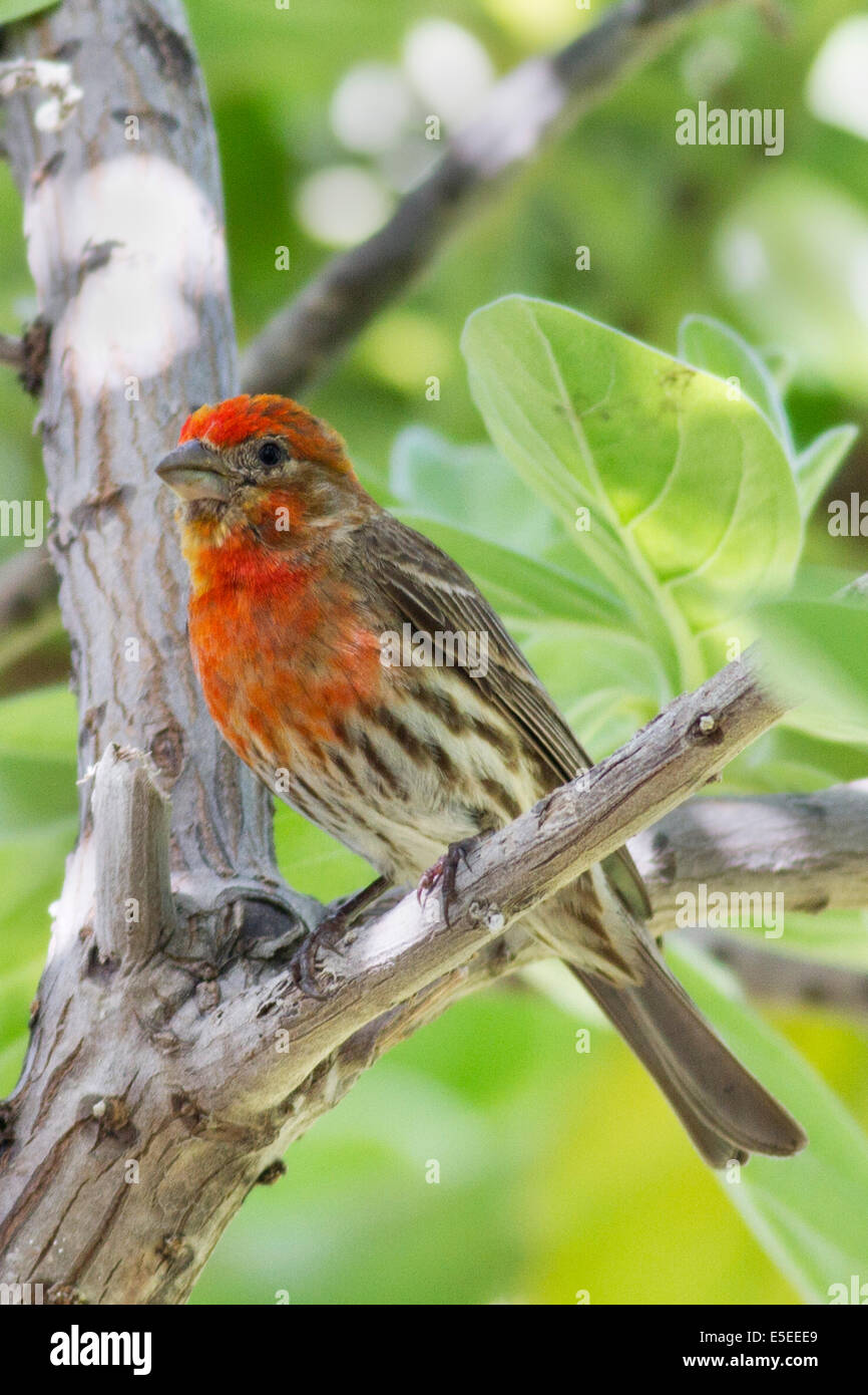 Roselin familier (Carpodacus mexicanus) Oahu, Hawaii Banque D'Images