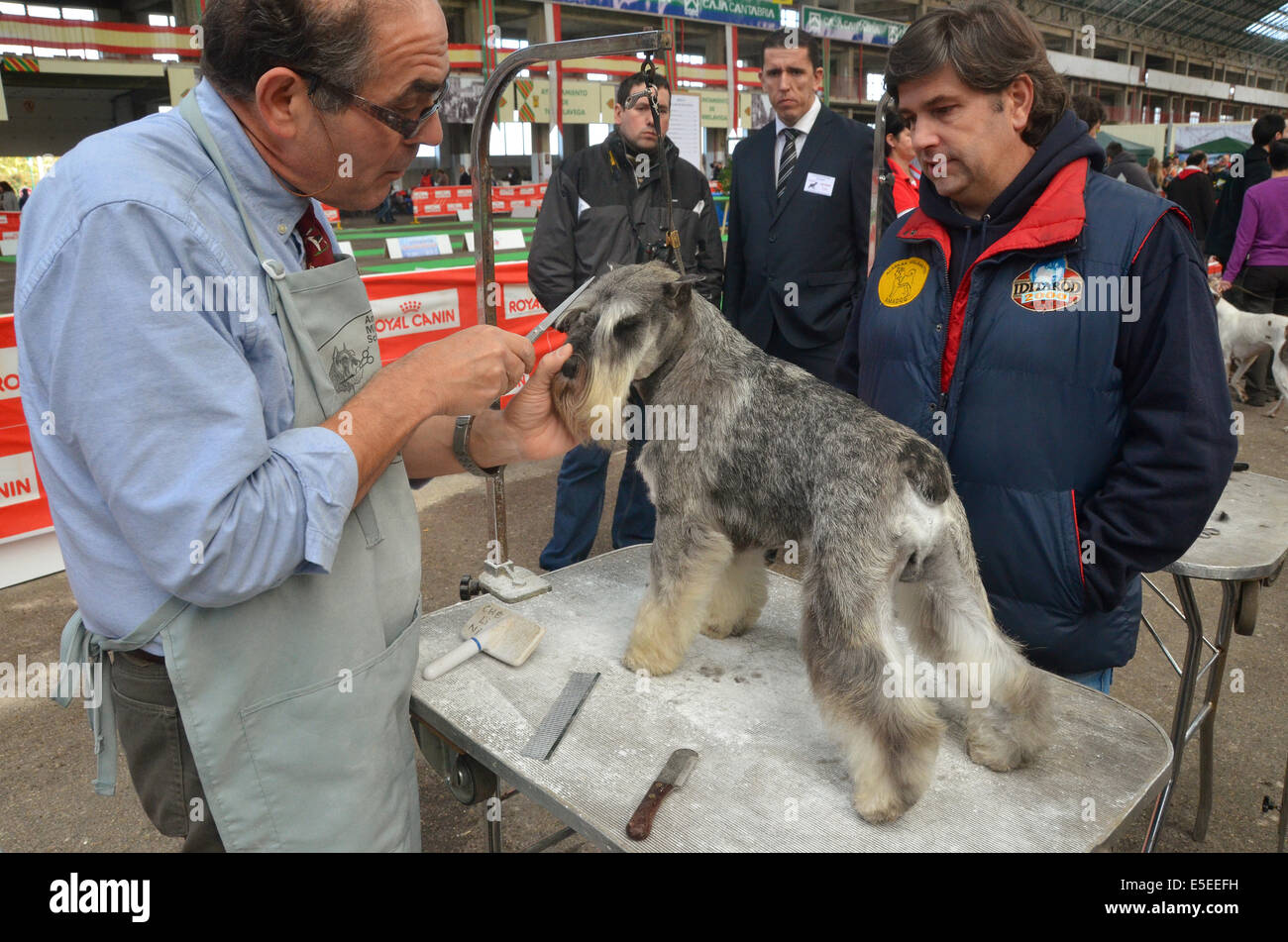 Le Spanish national dog show à Torrelavega, dans le Nord de l'Espagne. Un schnauzer nain est soigné avant la contes Banque D'Images