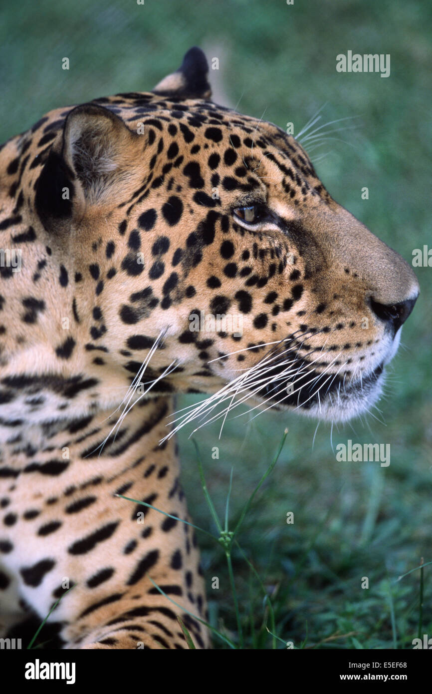 Gros plan de Jaguar (Panthera onca) Pantanal, Brésil Banque D'Images
