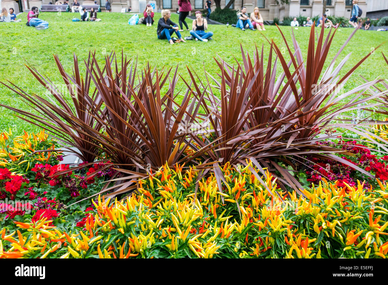 Melbourne Australie,Swanston Street,State Library of Victoria,pelouse avant,fleurs,homme hommes,femme femmes,détente,AU140321065 Banque D'Images