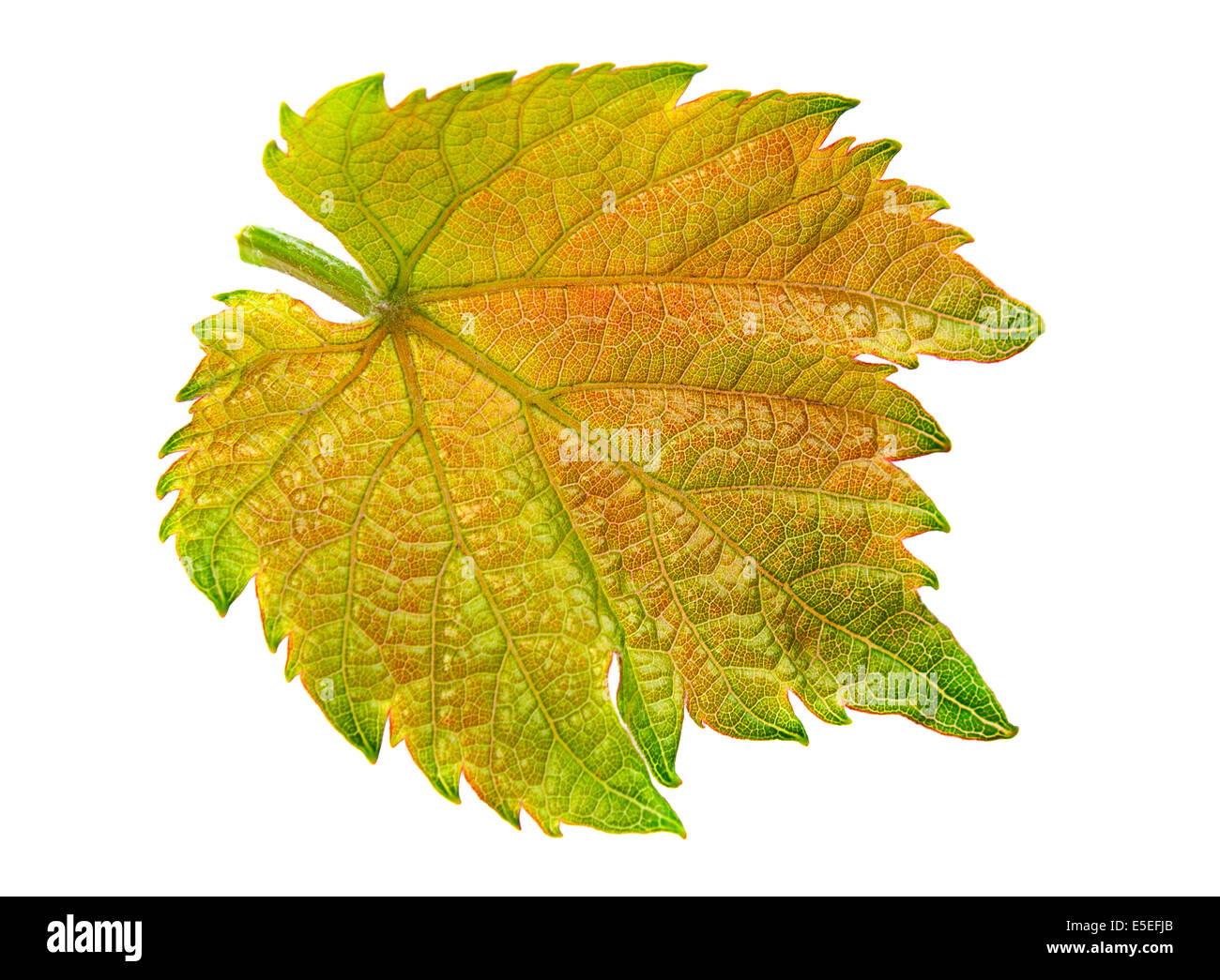 Grape leaf isolé sur fond blanc Banque D'Images Grape leaf isolé sur fond blanc Banque D'Images