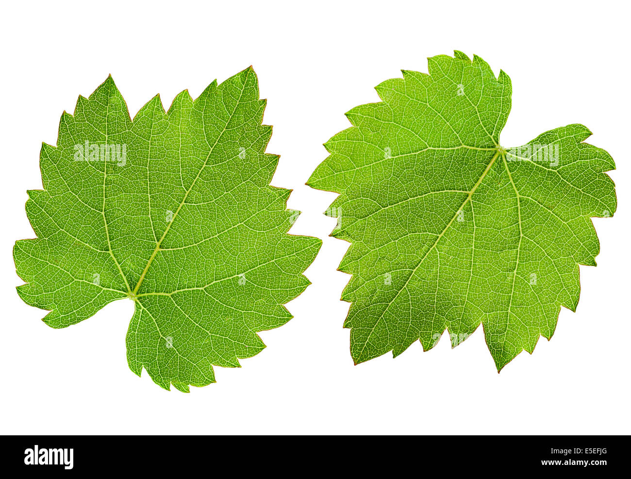 Grape leaf isolé sur fond blanc Banque D'Images Grape leaf isolé sur fond blanc Banque D'Images
