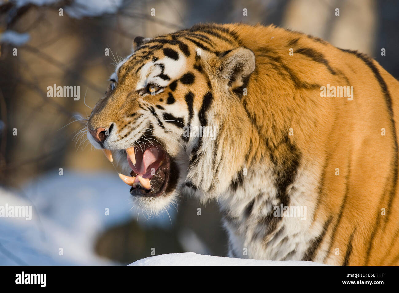 dents de tigre humain