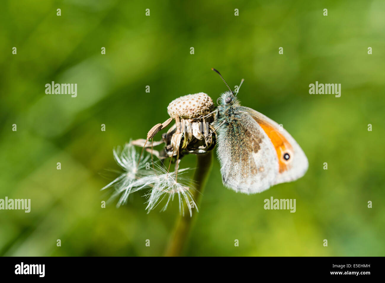 Petit Heath (Coenonympha pamphilus) Banque D'Images