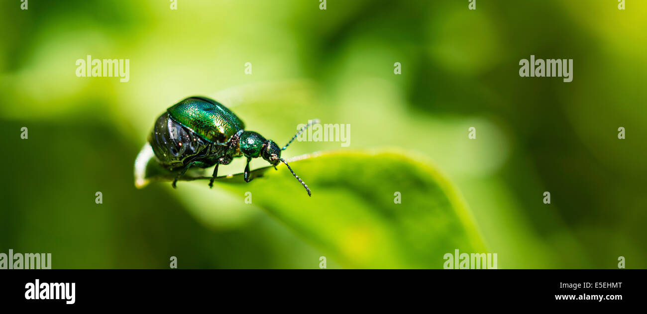 Quai vert Beetle (Gastrophysa viridula), femme, le ventre plein d'œufs, Autriche Banque D'Images