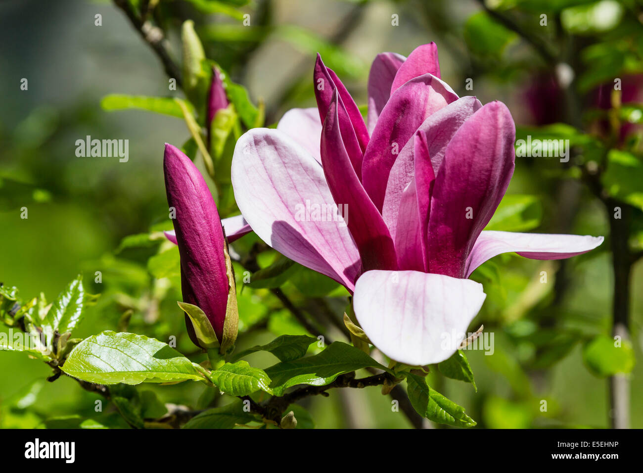 Purple magnolia (magnolia denudata), Basse-Saxe, Allemagne Banque D'Images