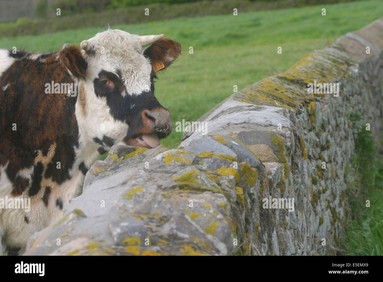 France, Normandie, manche, cotentin, la haye, anse de vauville, vache normande au bord du chemin, muret de pierre, Banque D'Images