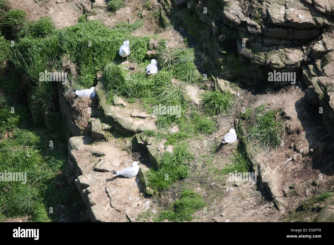 France, Bretagne, côtes d'armure, cote d'emeraude, cap Frehel, armeries maritimes, fleurs, sentier des douaniers, chemin littoral, GR 34, rocher ou nichent les goelands argènes, colonie, Banque D'Images