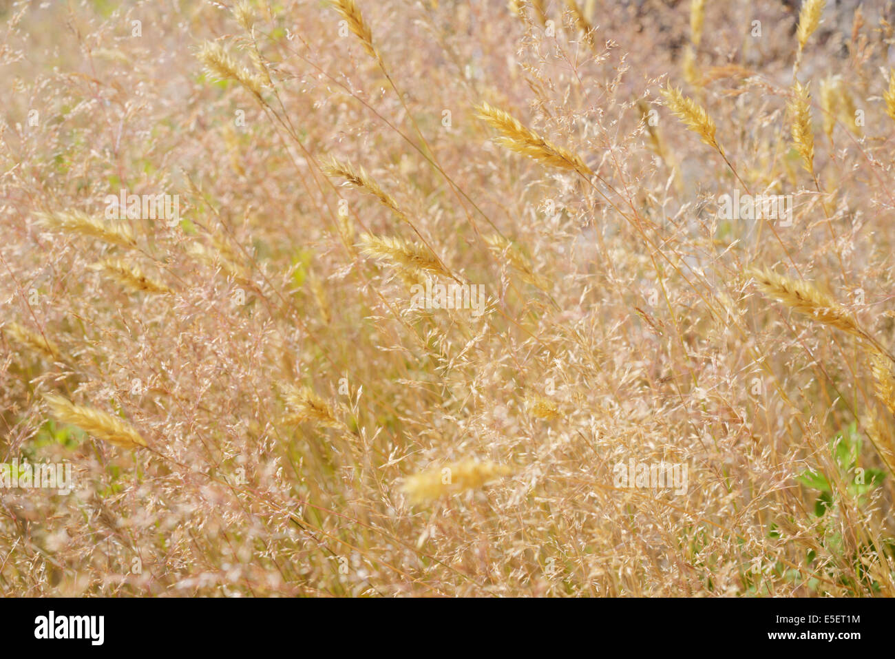 Agrostis capillaris ou tenuis, Corte commun, Colonial Bent ou Browntop herbe avec herbe douce vernale, Anthoxanthum odoratum, Royaume-Uni. Banque D'Images