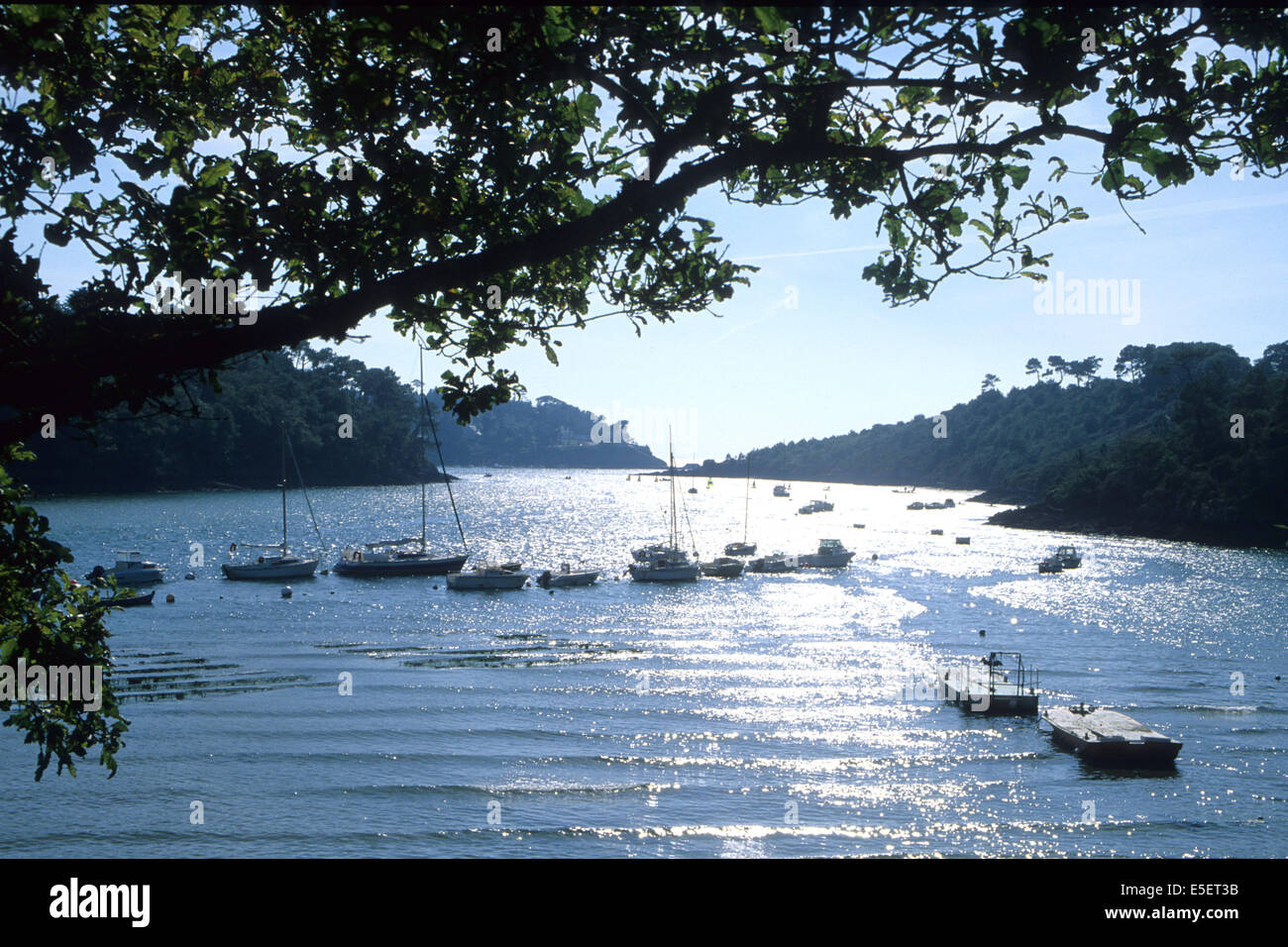 France, Bretagne, finistère, sud, cornouaille, riec sur belon- rivière belon, bateaux-amarres, branche d'arbre, Banque D'Images France, Bretagne, finistère, sud, cornouaille, riec sur belon- rivière belon, bateaux-amarres, branche d'arbre, Banque D'Images