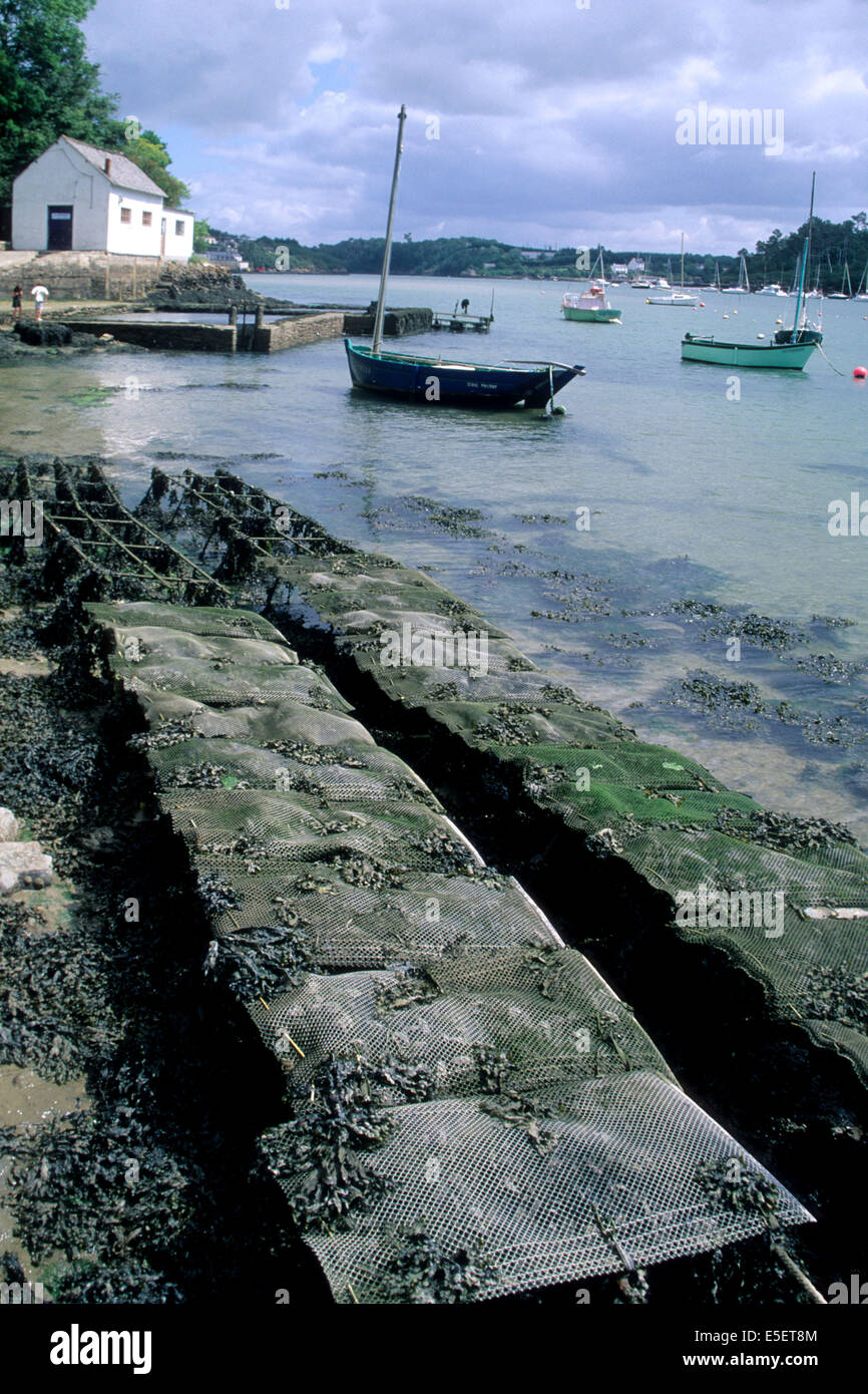 France, Bretagne, finistère Sud, cornouaille, riec sur belon, ostreiculture, Parcs A huitres, Banque D'Images France, Bretagne, finistère Sud, cornouaille, riec sur belon, ostreiculture, Parcs A huitres, Banque D'Images