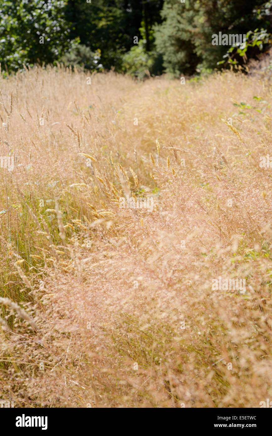 Agrostis capillaris ou tenuis, Commun refoulées, tordues ou Browntop coloniale de l'herbe, Pays de Galles, Royaume-Uni Banque D'Images