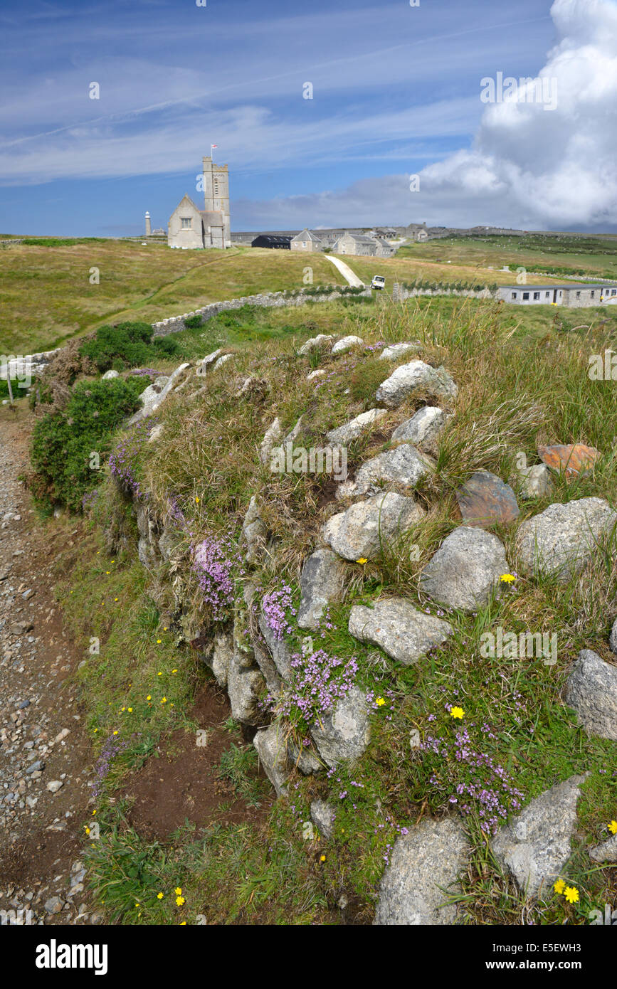 Le thym sauvage poussant sur un vieux mur de pierres sèches, Lundy Island, Devon Banque D'Images