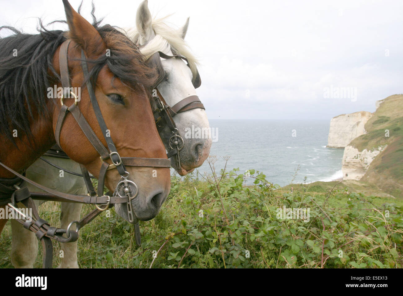 France, Haute Normandie, seine maritime, paye des hautes faléises, valeuse d'antifer, chevaux de trait, s/n normand et percheron, mer, falaise, Banque D'Images