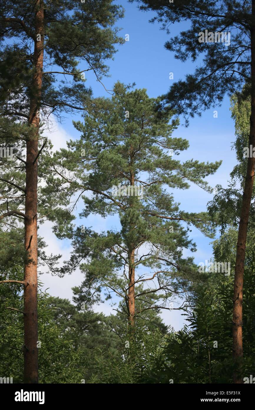 France, Haute Normandie, seine maritime, foret de broton, emmanuel chanclou, garde forestière, onf, Banque D'Images