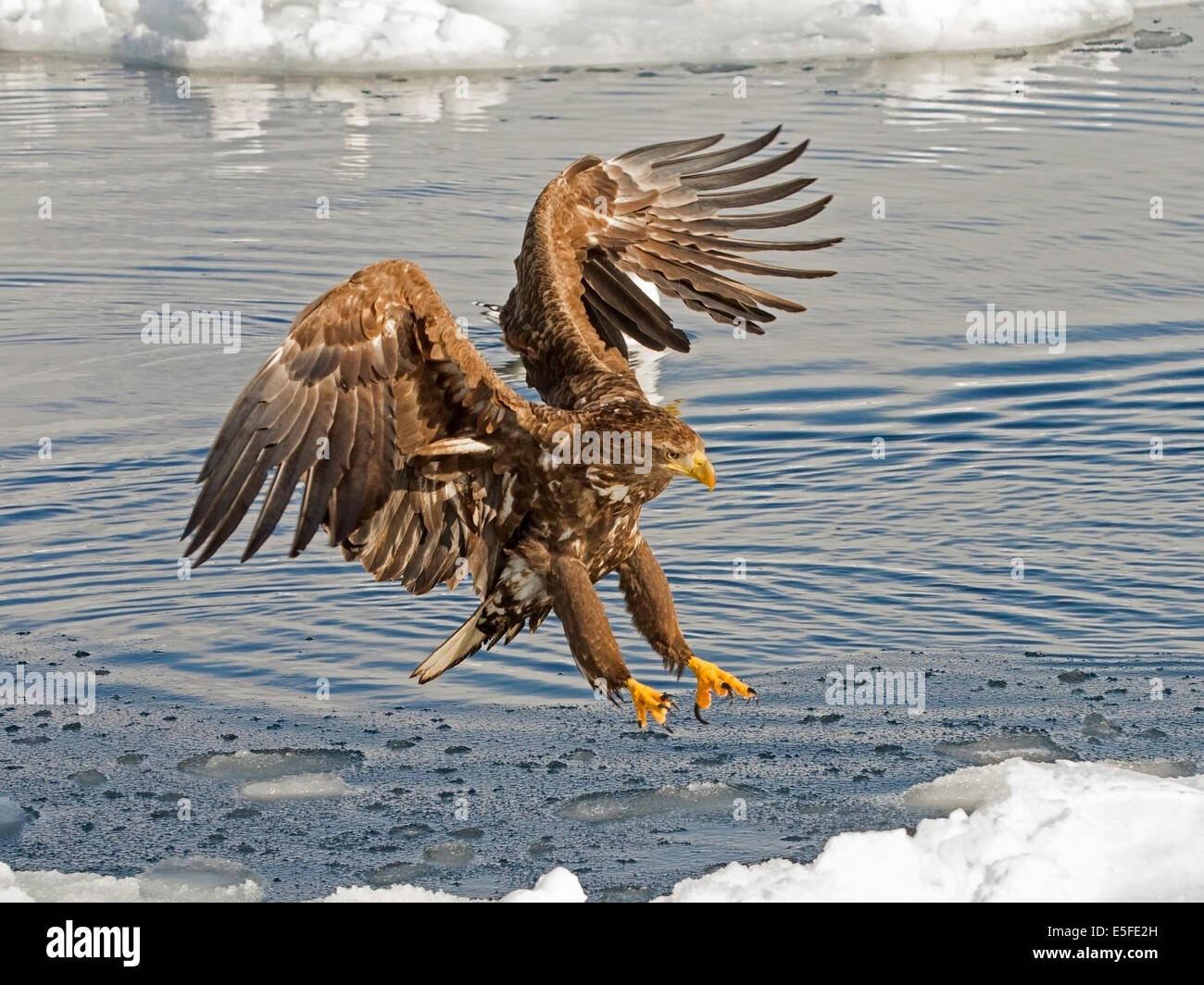 White-tailed eagle landing sur la banquise Banque D'Images