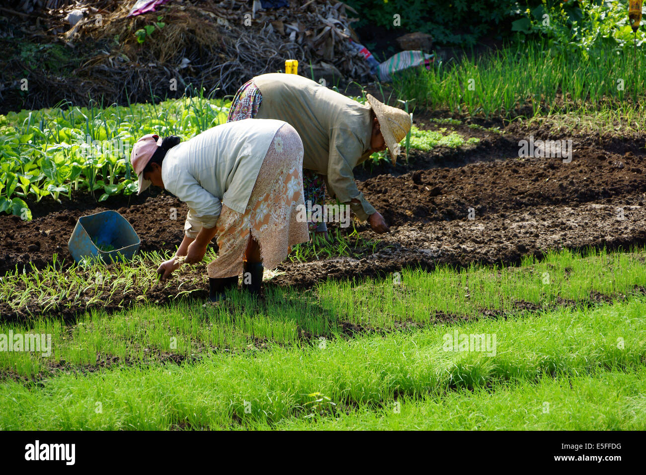 Woman planting oignons au potager, côte est de l'île Maurice Banque D'Images