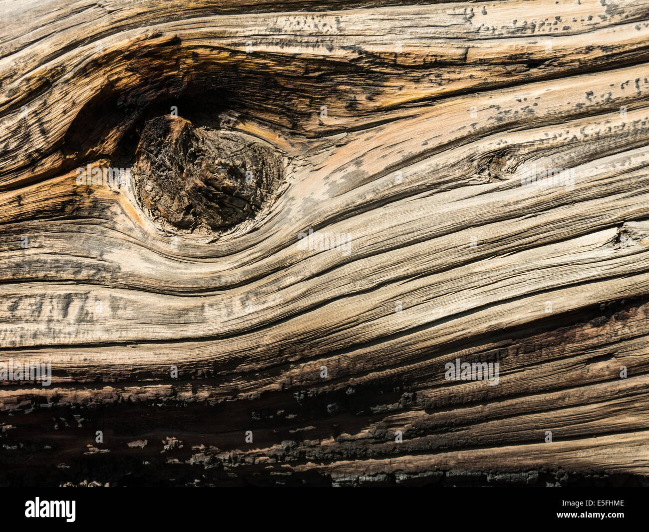 Un détail de l'écorce d'un ancient Bristlecone Pine (Pinus longaeva), dans l'Antique Bristlecone Pine Forest, Californie Banque D'Images