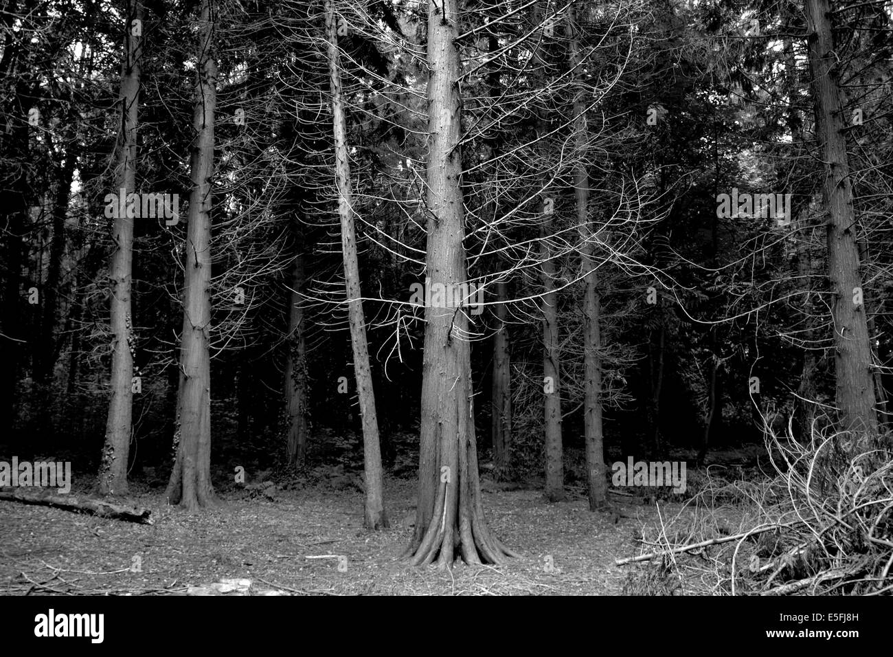 Arbre noir et blanc seul). Banque D'Images