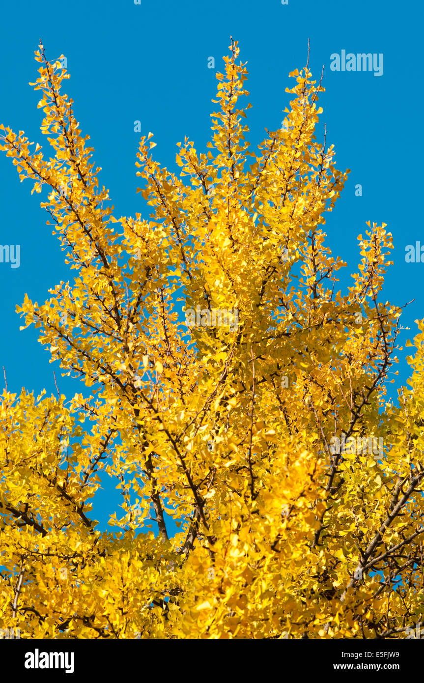 Ginkgo Biloba Leaf jaune sur le fond de ciel Banque D'Images