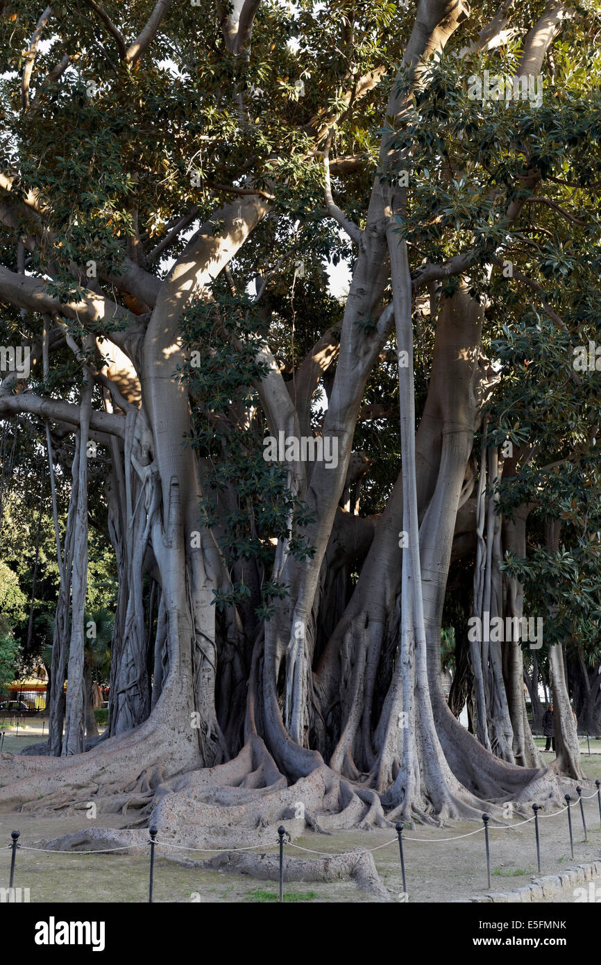Moreton Bay Fig (Ficus macrophylla) avec des racines aériennes, Giardino Garibaldi, Palerme, Province de Palerme, Sicile, Italie Banque D'Images