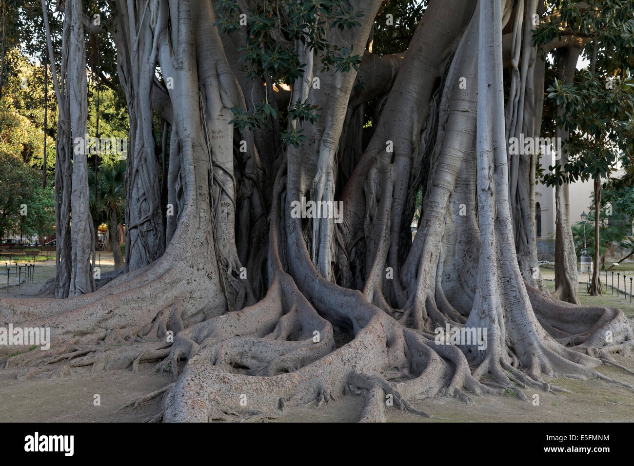 Rootage, de fortifier les racines, racines aériennes, Moreton Bay Fig (Ficus macrophylla), Giardino Garibaldi, Palerme, Province de Palerme Banque D'Images