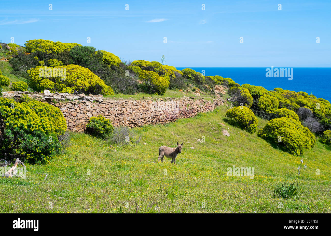 Âne dans l'île Asinara en Sardaigne, Italie Banque D'Images