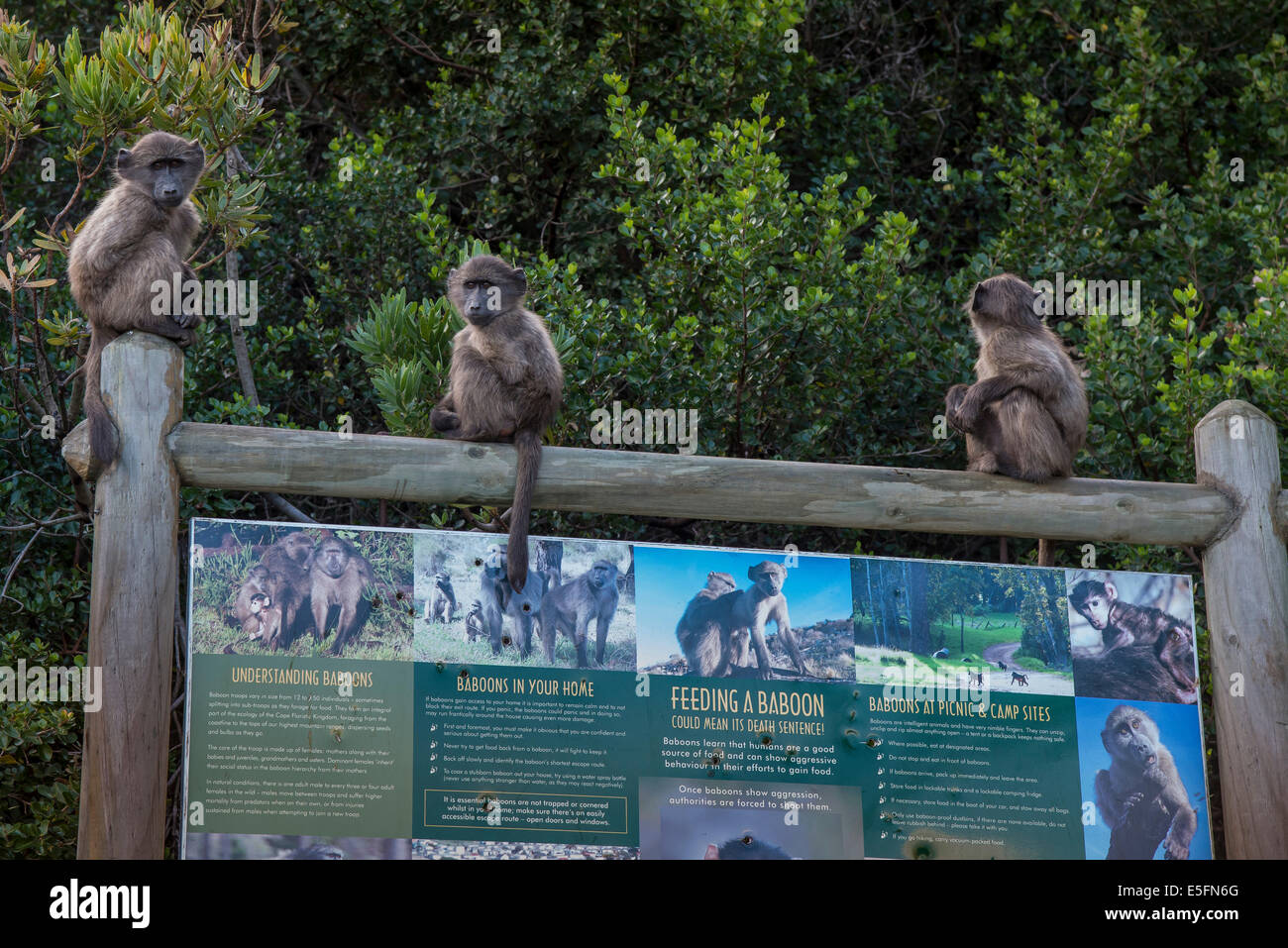 Les jeunes babouins Chacma (Papio ursinus) sur le panneau d'information sur le comportement correct, Clarence, Gordon's Bay, Western Cape Banque D'Images