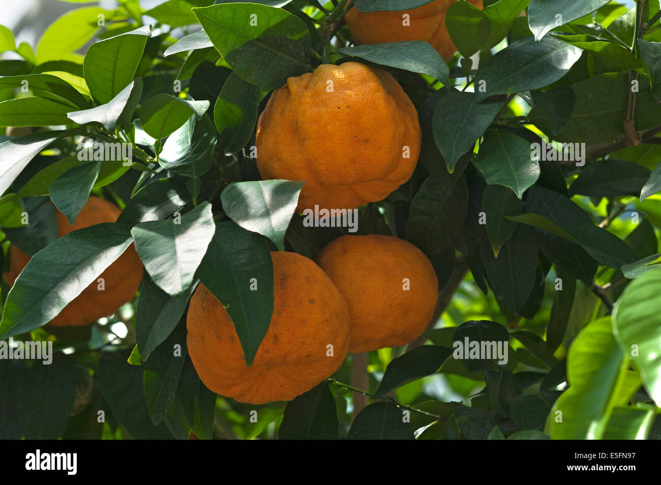 Ripe oranges amères (Citrus aurantium) sur une branche, Bavière, Allemagne Banque D'Images