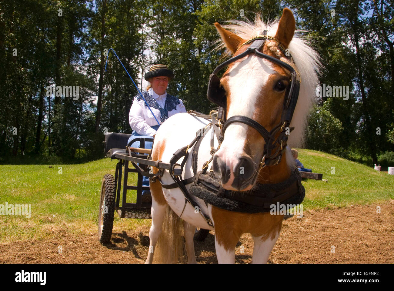 Cheval miniature buggy avec Happy (cheval), Miniature Horse Show, comté