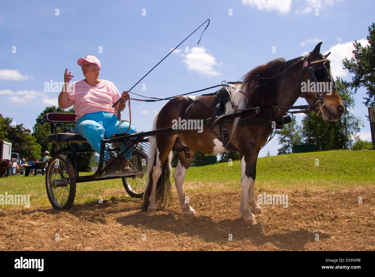 Cheval miniature buggy, Miniature Horse Show, comté de Linn Pioneer