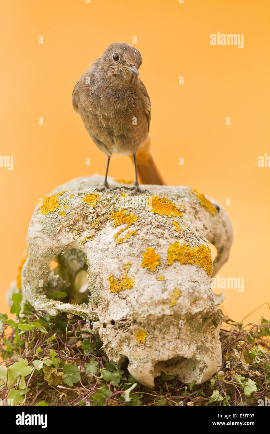 Rougequeue noir perché sur un crâne de mouton à la recherche de l'appareil photo Banque D'Images