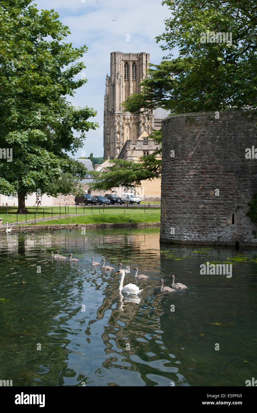 Cygnes sur les douves qui entourent le Palais de l'Évêché de Wells, Somerset, Angleterre. Banque D'Images