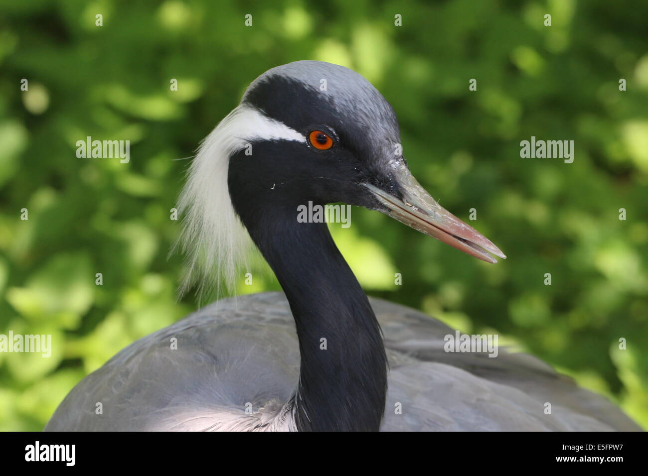 Portrait close-up d'une grue Demoiselle (Anthropoides virgo) Banque D'Images