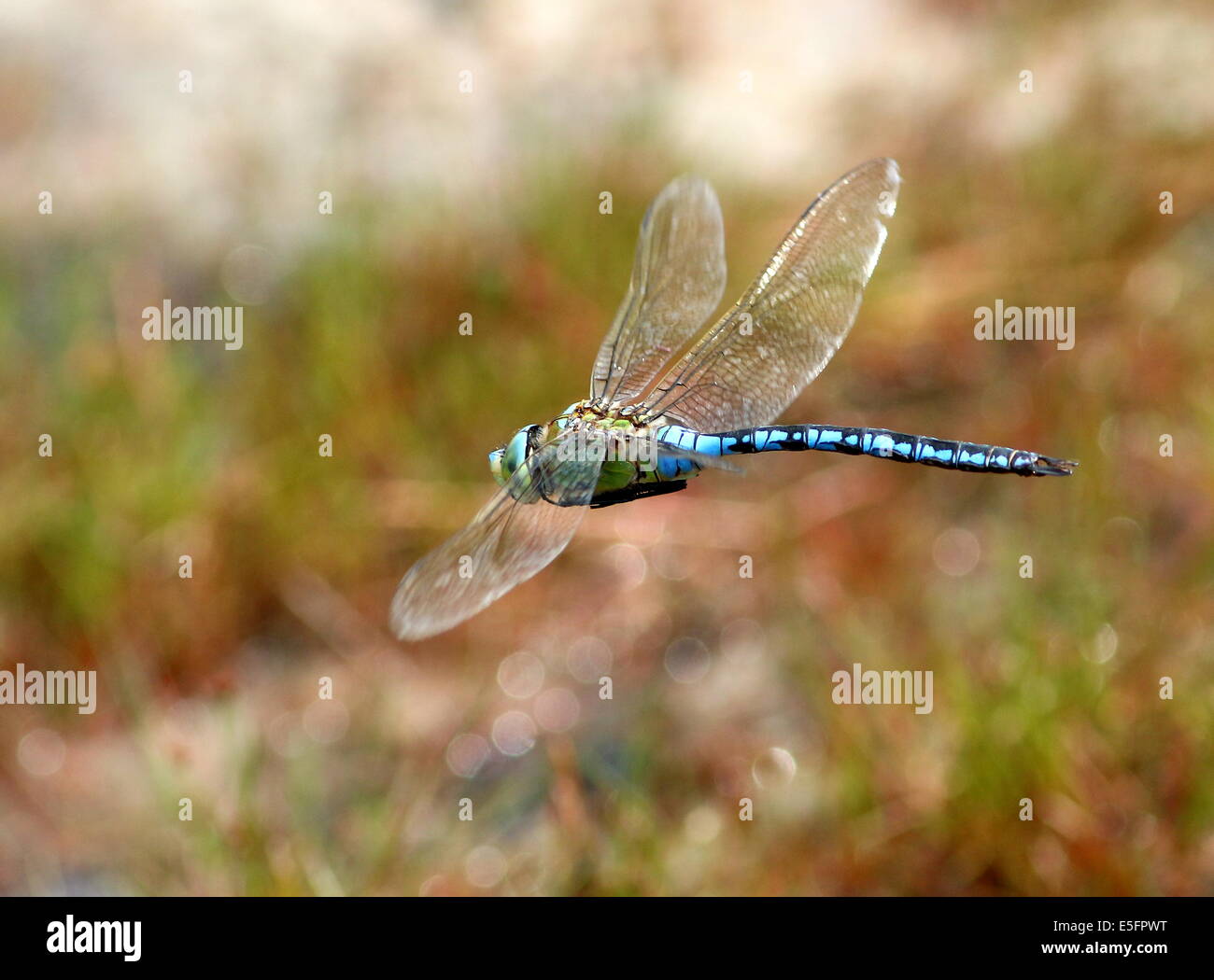 Close-up d'une femelle bleue libellule Anax imperator (Empereur) en vol Banque D'Images