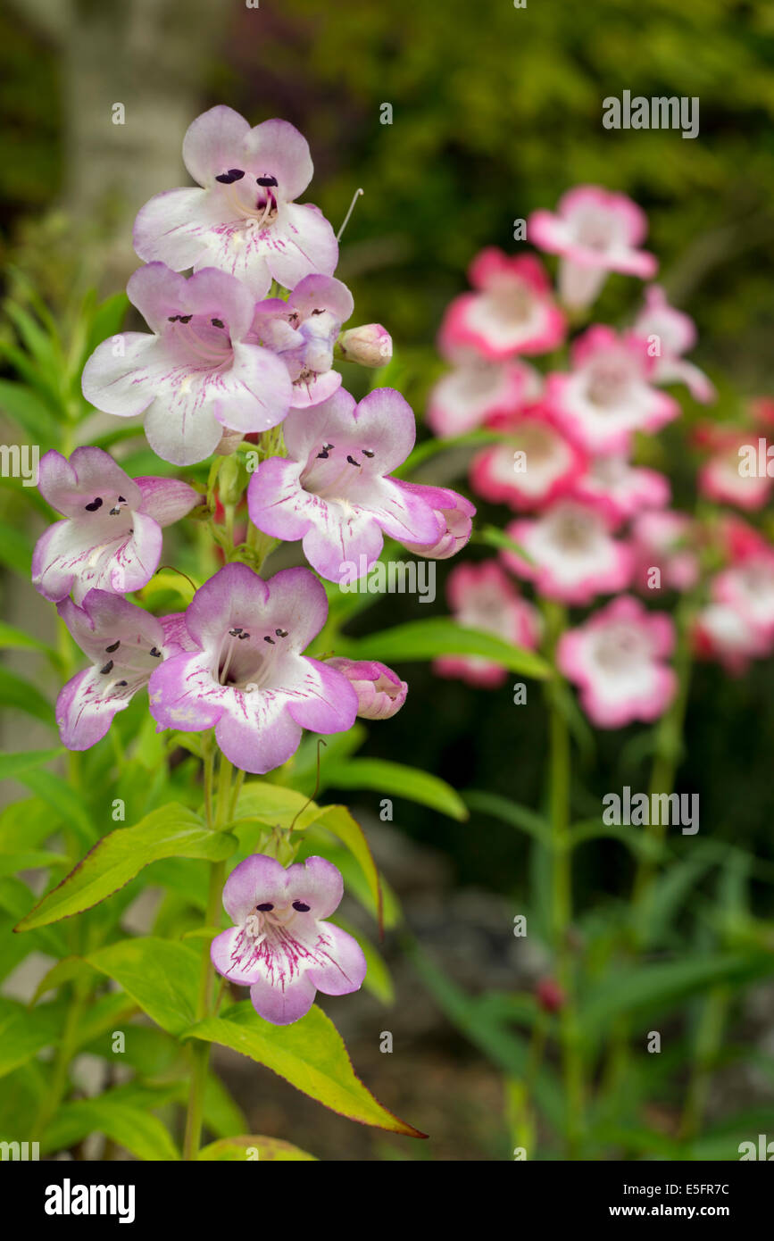 Fleurs en forme de trompette Banque de photographies et d'images à haute  résolution - Alamy