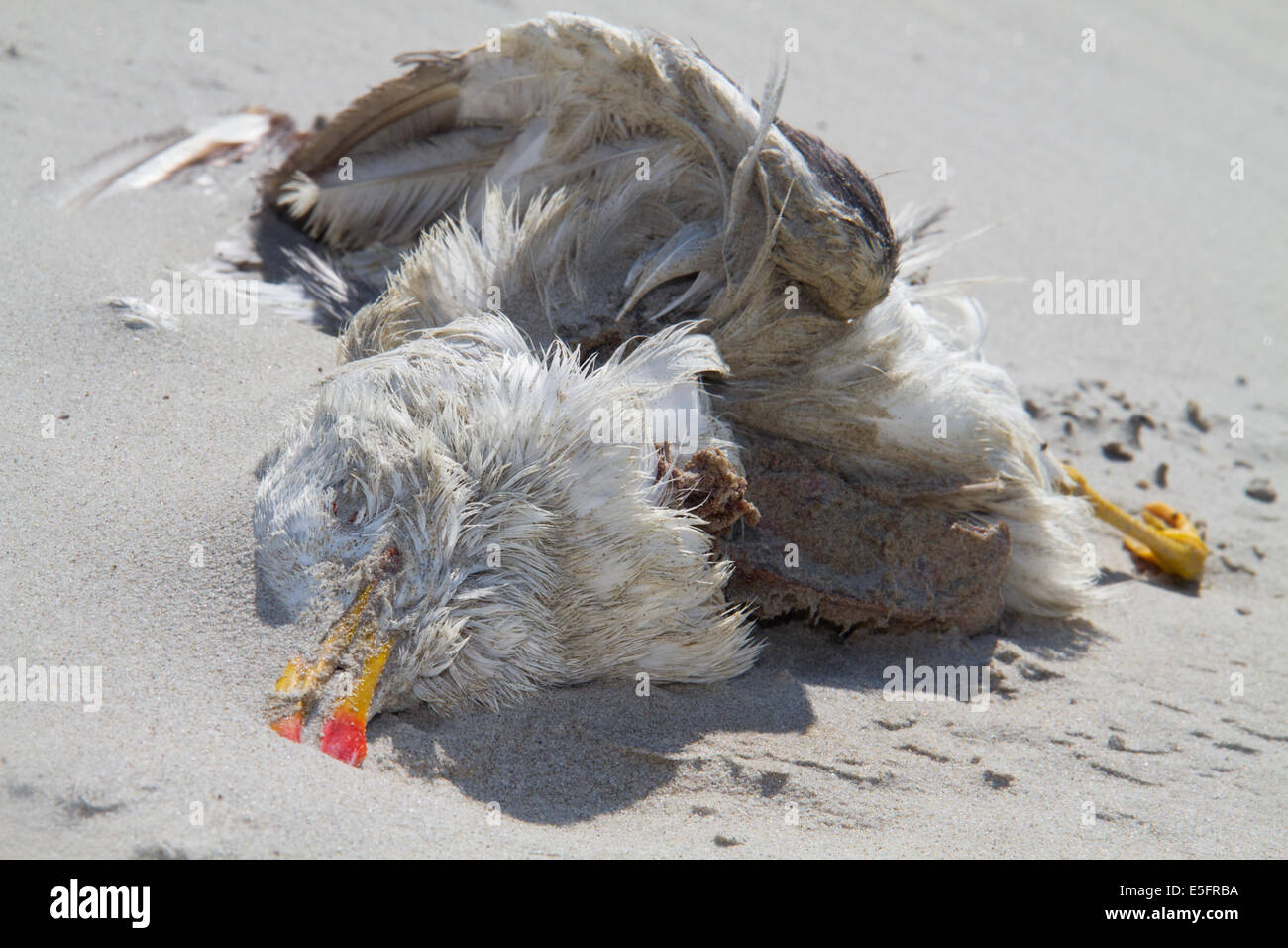 Mouette morte dans le sable d'une plage Banque D'Images