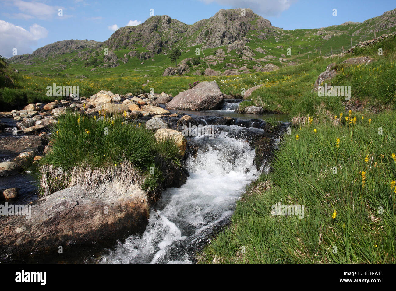 Bog asphodel à côté Tarn Tarn, près de Beck Seathwaite Duddon Valley dans le Lake District Banque D'Images