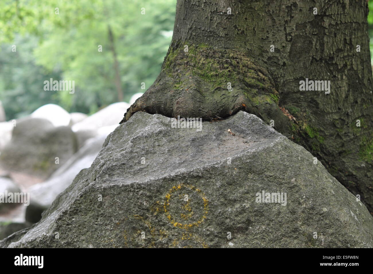 La force de la nature - les éléments : le bois contre stone Banque D'Images