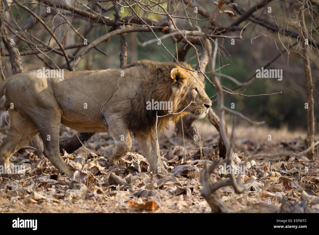 Asiatic lions (Panthera leo persica) à Rif forêt, Gujarat, Inde. Banque D'Images