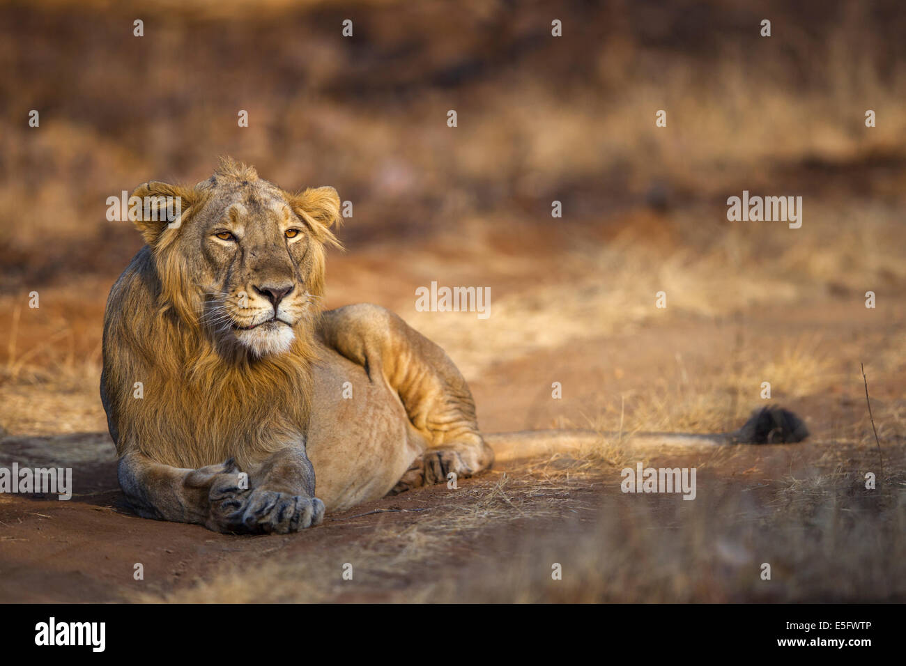 Asiatic lions (Panthera leo persica) à Rif forêt, Gujarat Inde. Banque D'Images