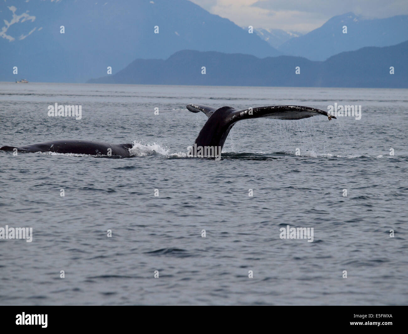 Les baleines à bosse de l'Alaska Banque D'Images