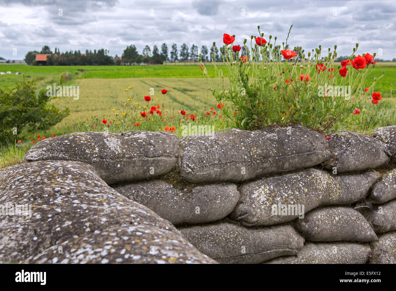 Coquelicots poussant sur des sacs à l'Dodengang / Boyau de la Mort / de la mort, des tranchées de la Première Guerre mondiale des tranchées, Diksmuide, Belgique Banque D'Images