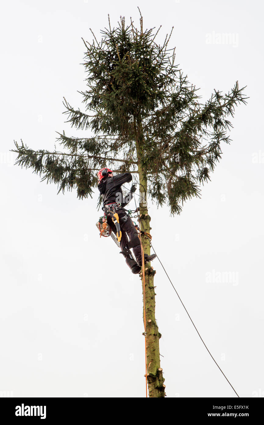 Tree Surgeon / arboriculteur arboriculteur / épinette d'élagage Banque D'Images