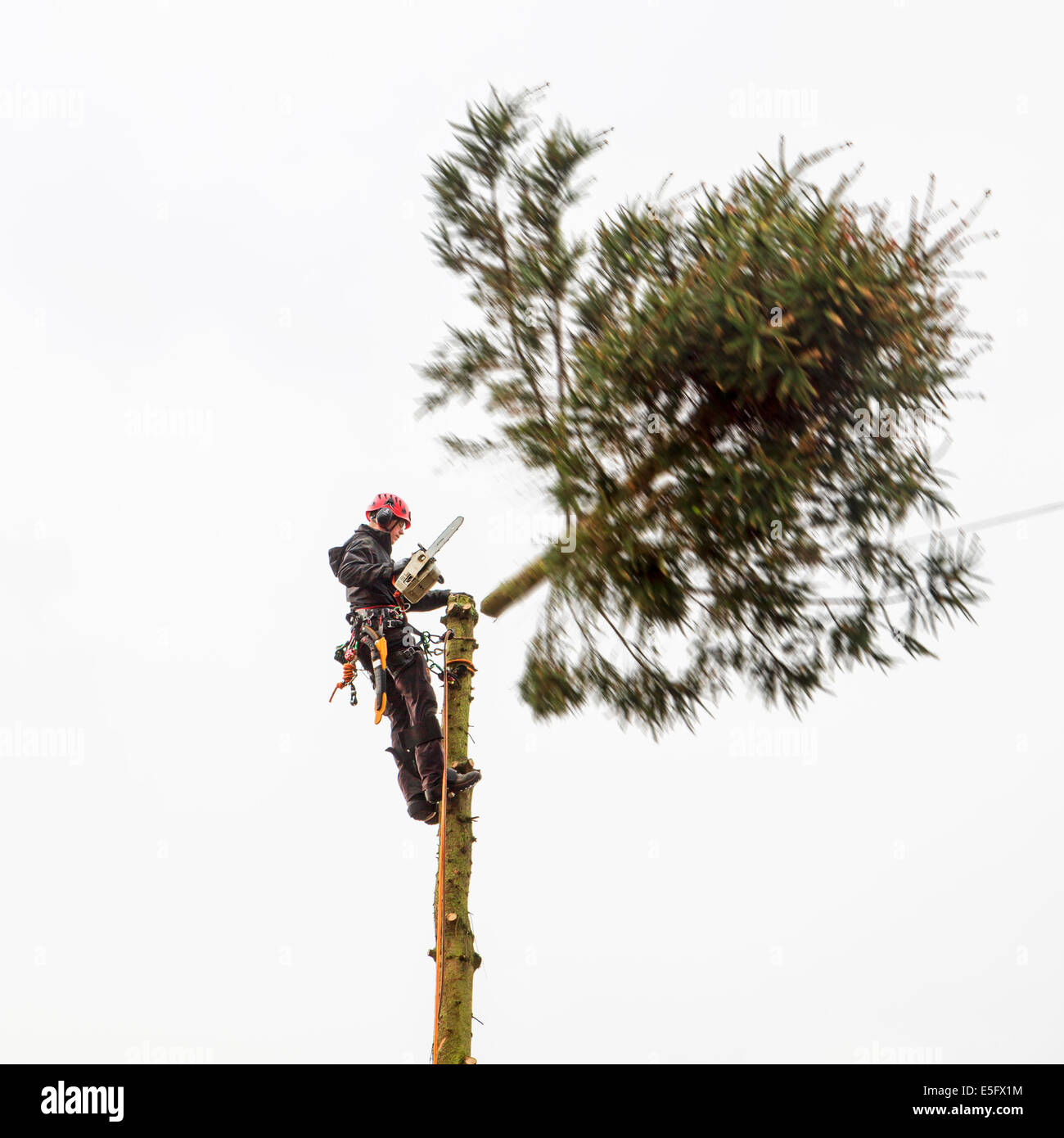 Tree Surgeon / arboriculteur arboriculteur / arbre de coupe haut avec tronçonneuse Banque D'Images