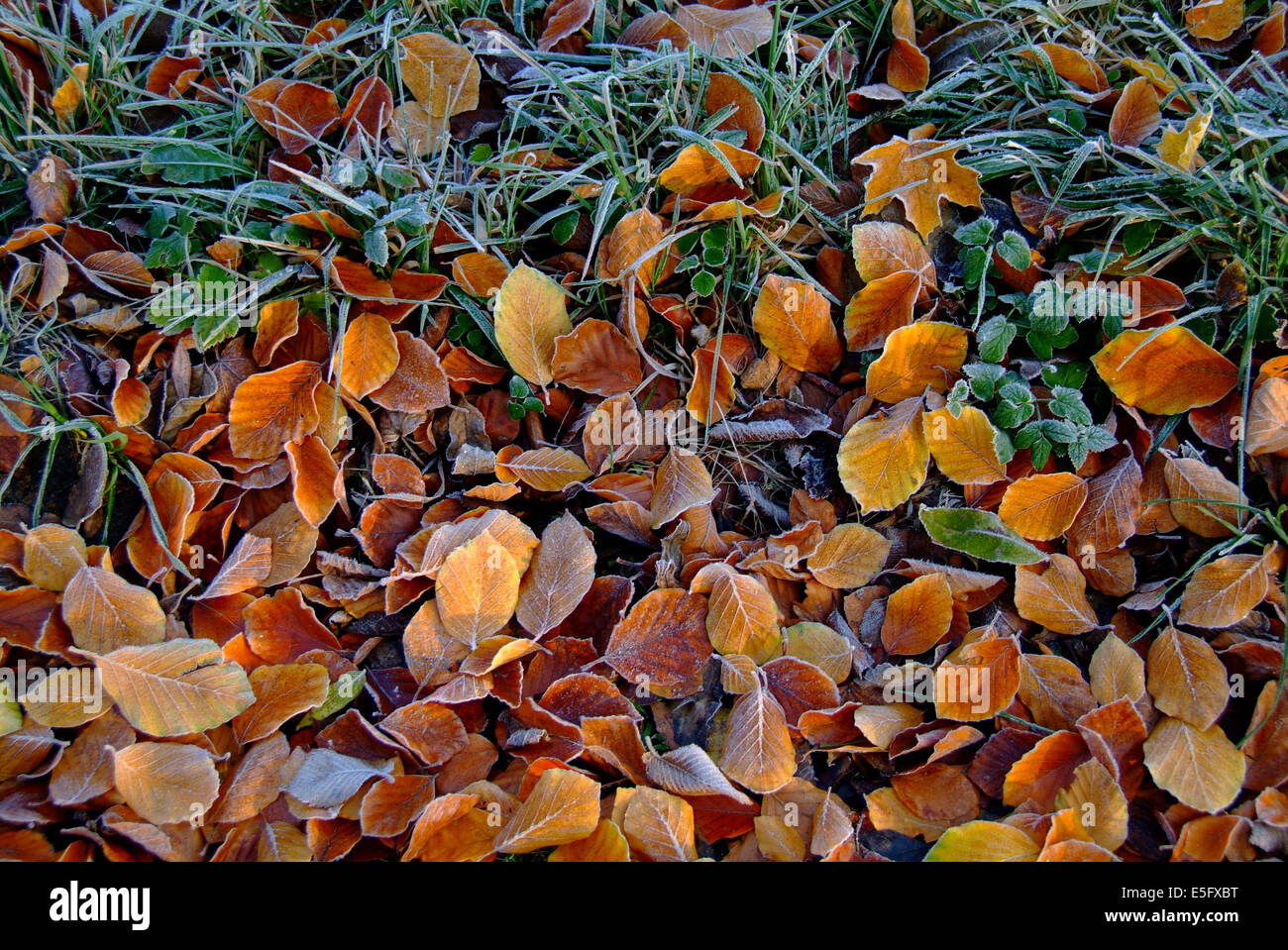 Les feuilles gelées on meadow Banque D'Images